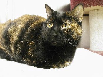 Cookie-torti