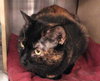 Cookie-torti