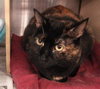 Cookie-torti