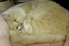 Clarence