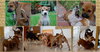 Priscilla's Puppies