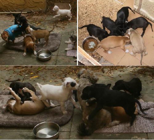 Priscilla's Puppies