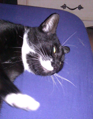 Butler-Tux