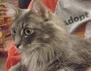 Suri
