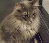 Suri