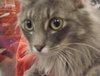Suri