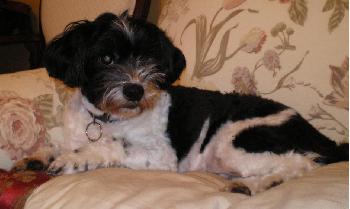 Buddy '08