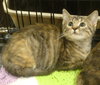 Brie-torti/tab