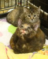 Brie-torti/tab