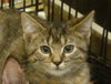 Brie-torti/tab