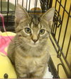Brie-torti/tab