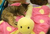 Brie-torti/tab