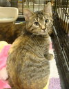 Brie-torti/tab