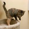 Brie-torti/tab