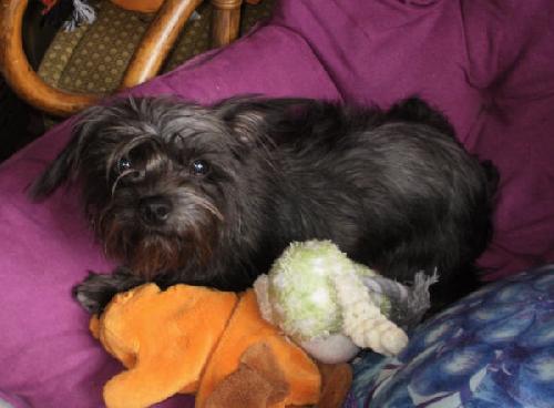 Mollie