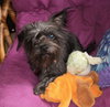 Mollie