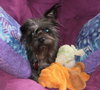 Mollie