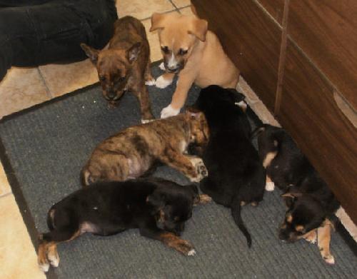 Puppies