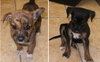 Puppies