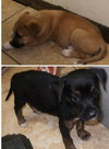 Puppies