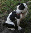 Pepper-boxer