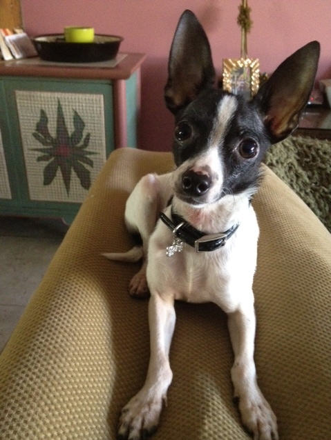 Chico