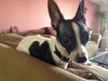 Chico
