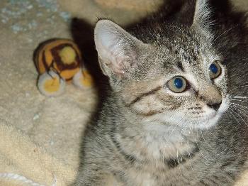 Maple-tabby