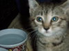 Maple-tabby