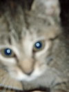 Maple-tabby