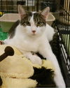 Bobby-tabby