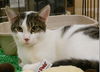 Bobby-tabby