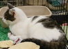 Bobby-tabby