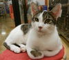 Bobby-tabby