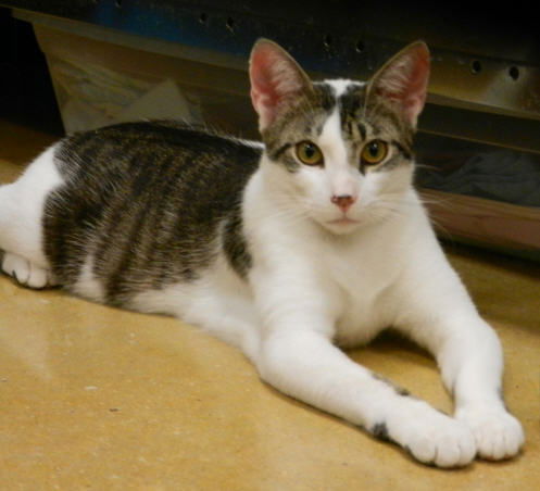 Bobby-tabby