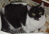 Piper '05