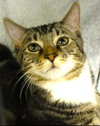 Fresco