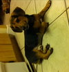 Buddy