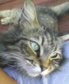 Maxie