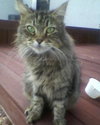 Maxie