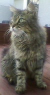 Maxie