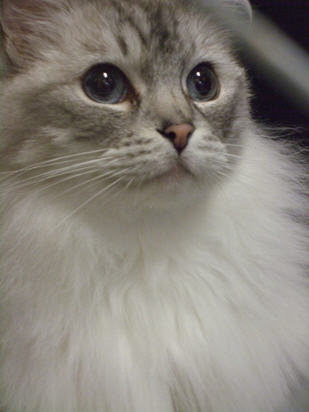 Minet