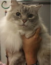 Minet
