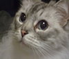 Minet