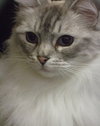 Minet