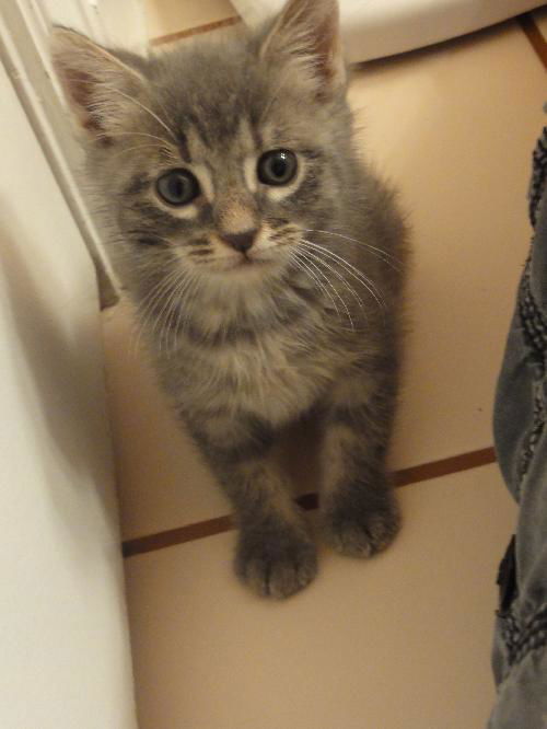 Oz