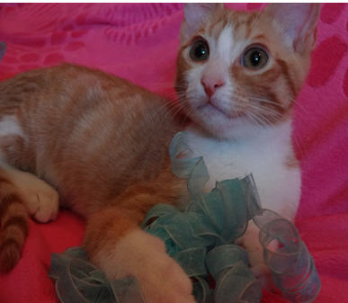 Sonni