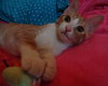 Sonni