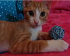 Sonni
