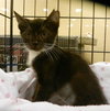Brooklyn-Tux
